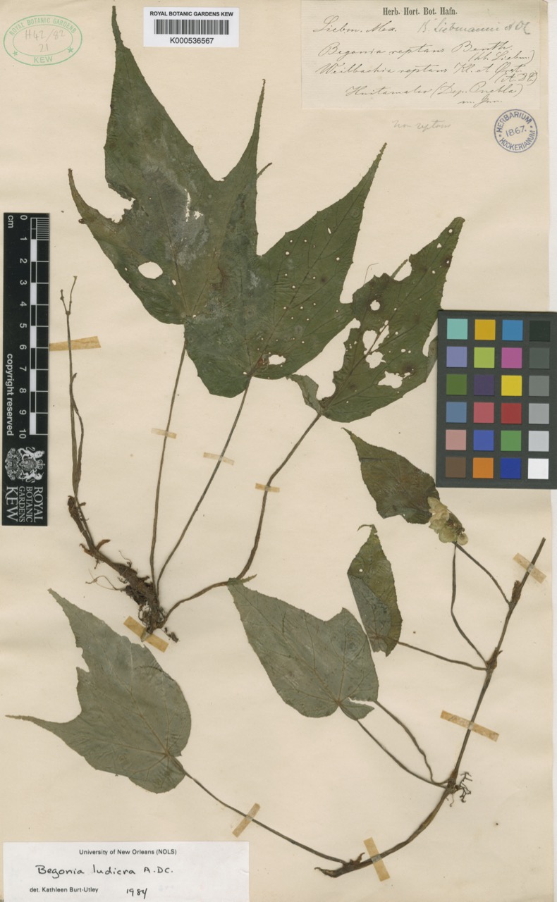 B. liebmannii